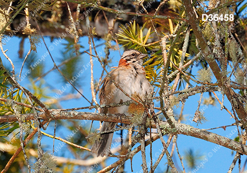 Rufous-collared Sparrow (Zonotrichia capensis)